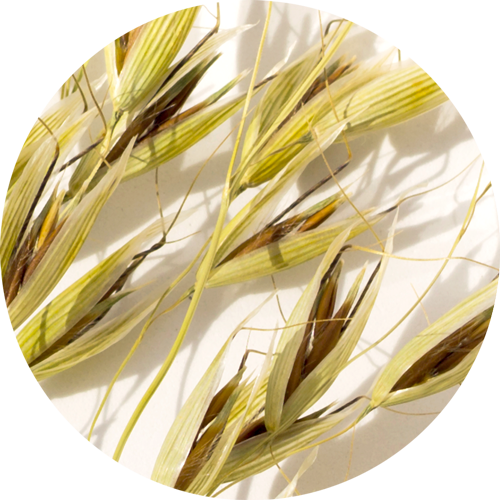 Simple Ingredients Icon of Oat plants
